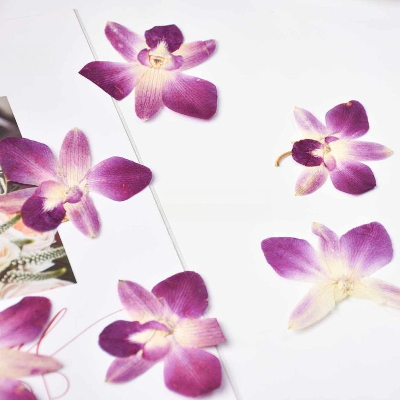 4 stuks, echte geperste vlinde - Orchid Phalaenopsis recensie en prijs