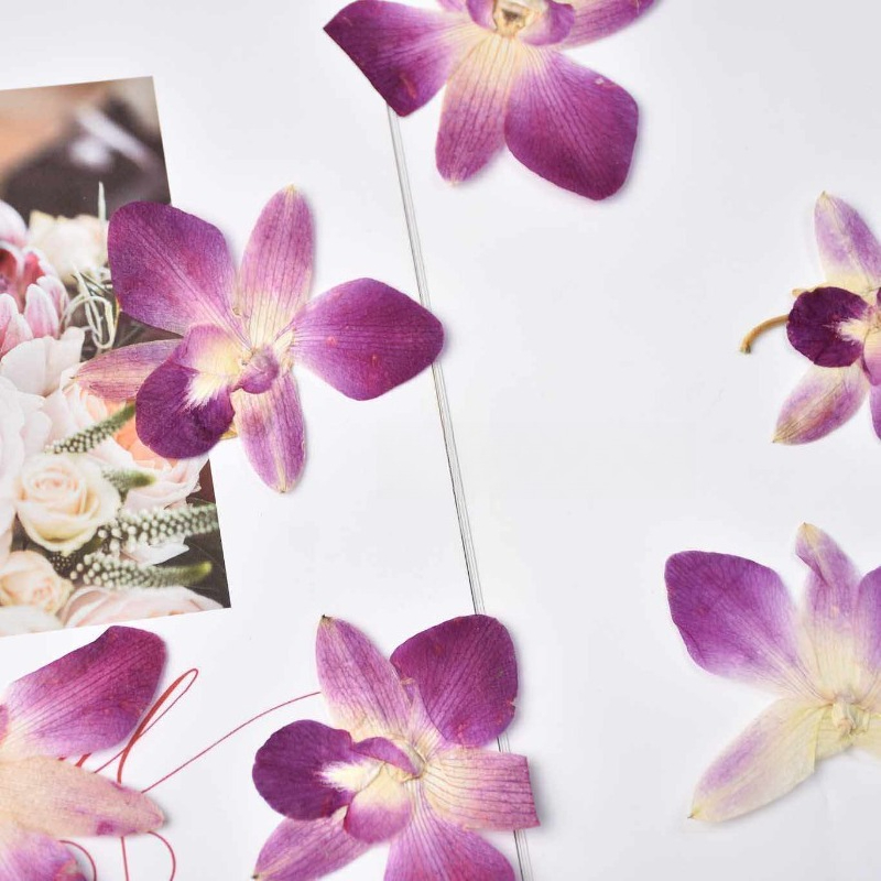 4 stuks, echte geperste vlinde - Orchid Phalaenopsis recensie en prijs