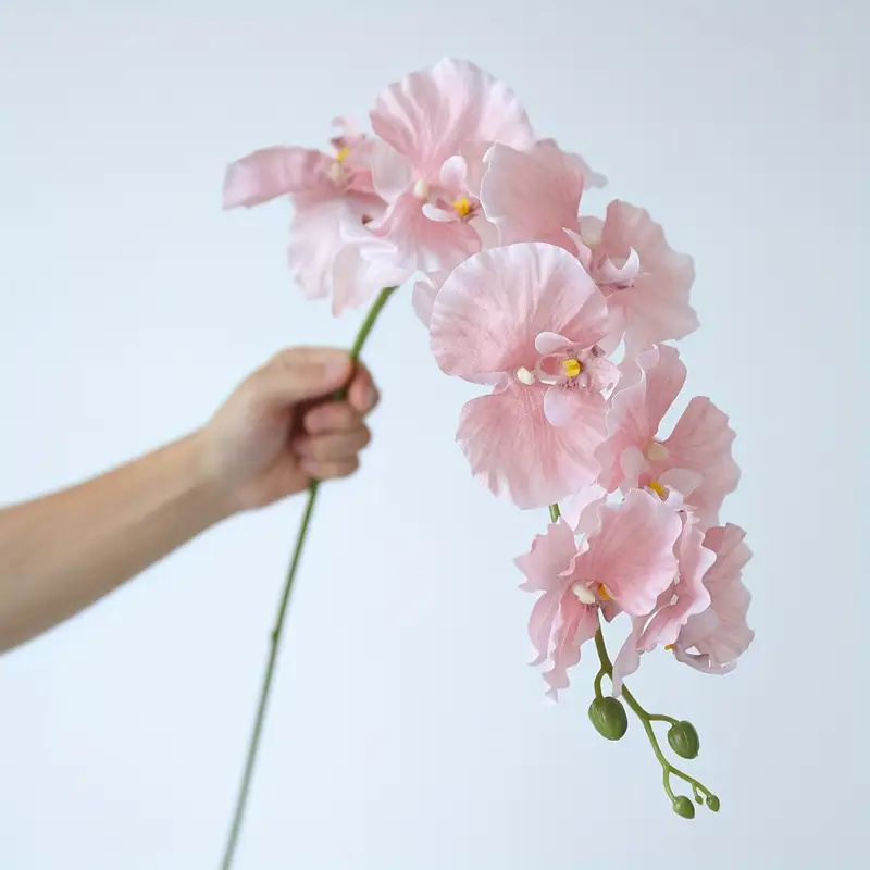 Lange tak vlinder orchideeën k - Orchid Phalaenopsis recensie en prijs